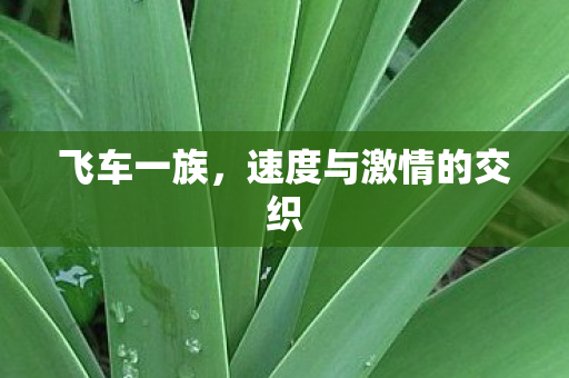速度与激情的交织图片