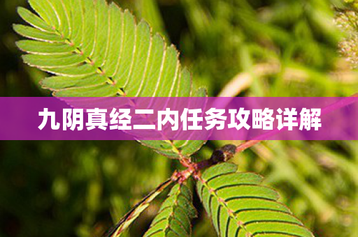 九阴真经二内任务攻略详解图片