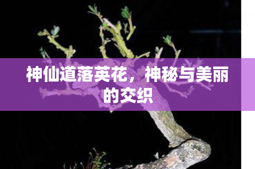 神秘与美丽的交织图片