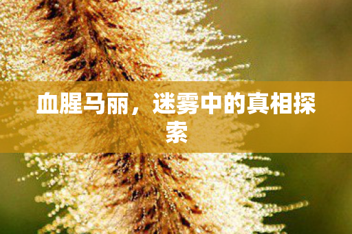 迷雾中的真相探索图片