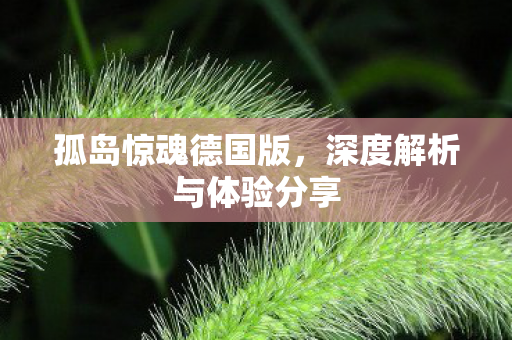 深度解析与体验分享图片