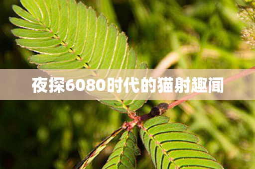 夜探6080时代的猫射趣闻图片