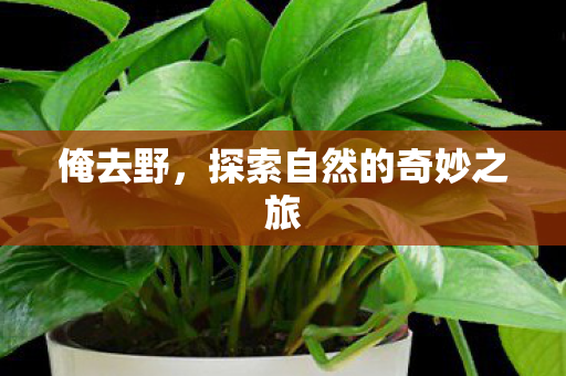 探索自然的奇妙之旅图片