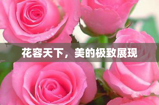 美的极致展现图片