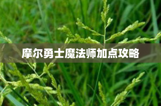 摩尔勇士魔法师加点攻略图片