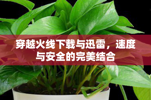速度与安全的完美结合图片