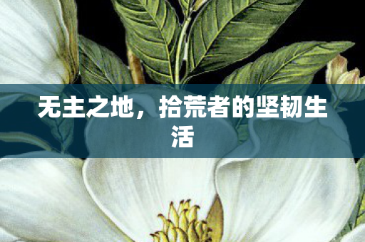 拾荒者的坚韧生活图片