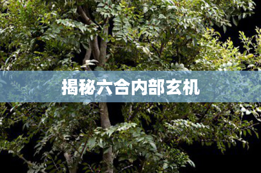 揭秘六合内部玄机图片