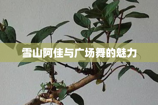 雪山阿佳与广场舞的魅力图片
