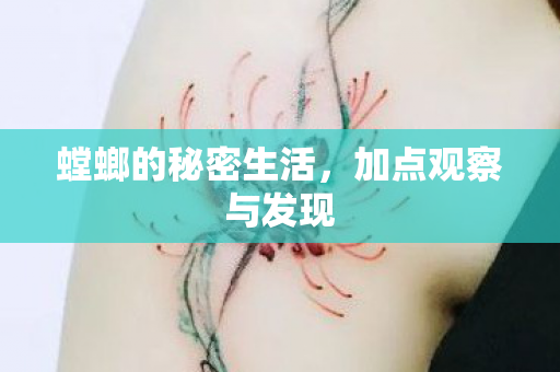 螳螂的秘密生活图片