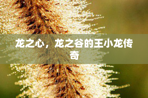 龙之谷的王小龙传奇图片
