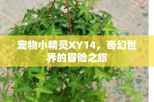 宠物小精灵XY14图片