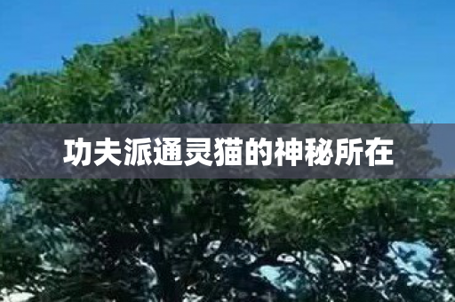 功夫派通灵猫的神秘所在图片