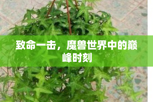 魔兽世界中的巅峰时刻图片