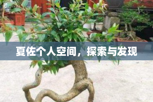 夏佐个人空间图片