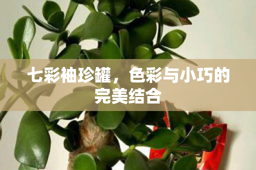 色彩与小巧的完美结合图片