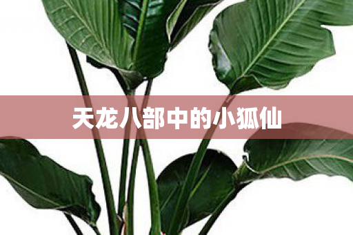 天龙八部中的小狐仙图片