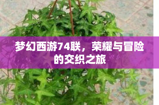 荣耀与冒险的交织之旅图片