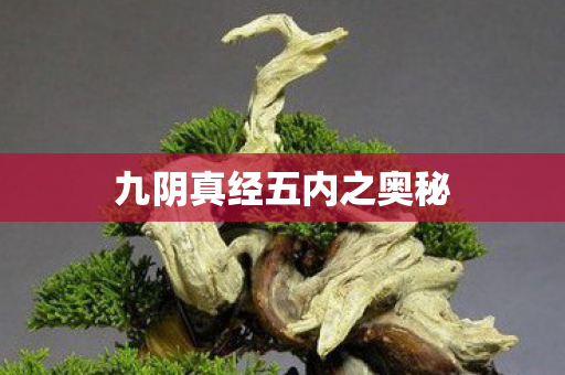 九阴真经五内之奥秘图片