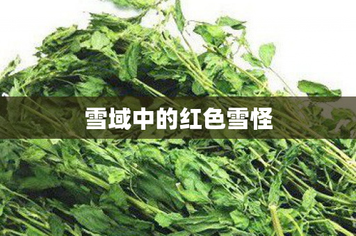雪域中的红色雪怪图片