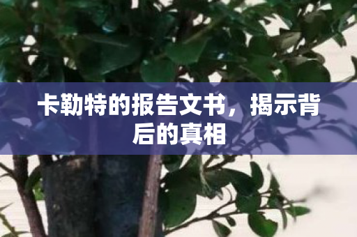 卡勒特的报告文书图片