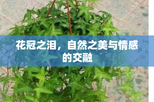 花冠之泪,自然之美与情感的交融 花冠之泪,自然之美与情感的交融