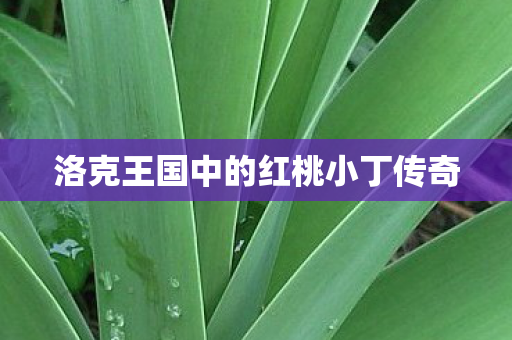 洛克王国中的红桃小丁传奇图片