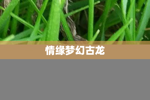 情缘梦幻古龙图片