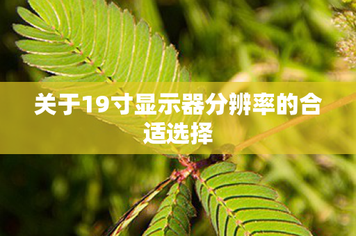 关于19寸显示器分辨率的合适选择图片