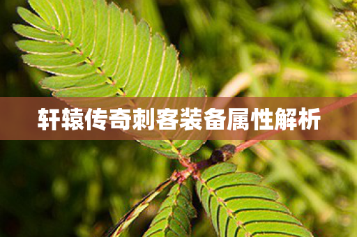 轩辕传奇刺客装备属性解析图片