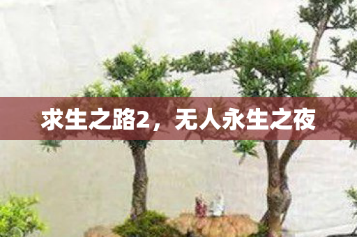 无人永生之夜图片