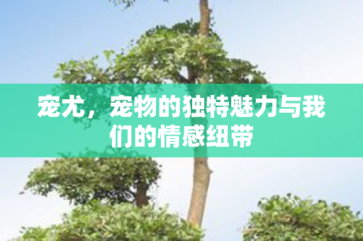 宠物的独特魅力与我们的情感纽带图片