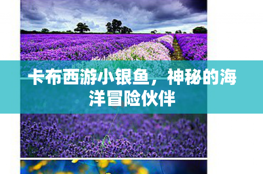神秘的海洋冒险伙伴图片