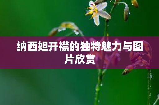 纳西妲开襟的独特魅力与图片欣赏