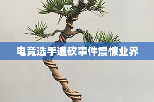 电竞选手遭砍事件震惊业界图片