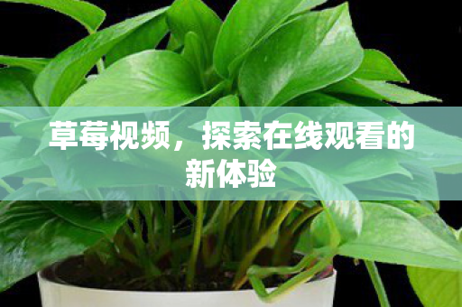 探索在线观看的新体验图片