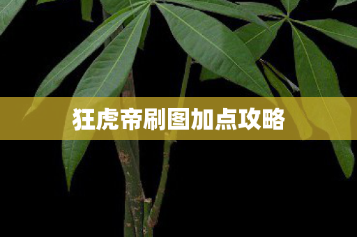 狂虎帝刷图加点攻略图片