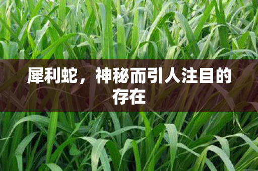 神秘而引人注目的存在图片