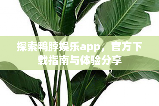 官方下载指南与体验分享图片