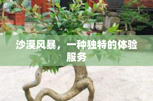 一种独特的体验服务图片