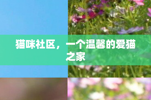 一个温馨的爱猫之家图片