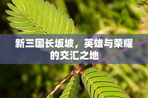 英雄与荣耀的交汇之地图片