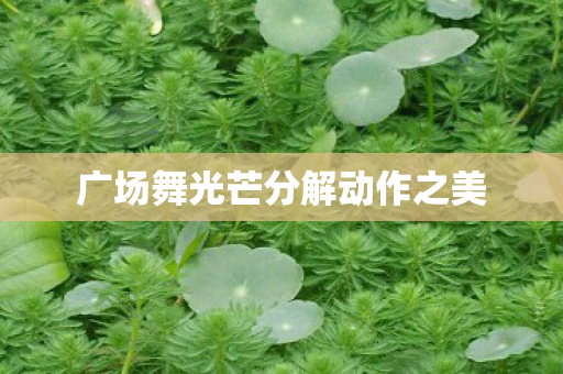 广场舞光芒分解动作之美图片