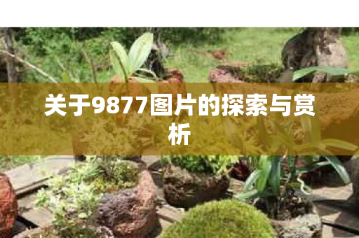 关于9877图片的探索与赏析图片