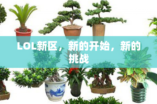 LOL新区图片