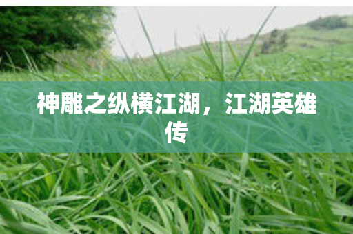 神雕之纵横江湖图片