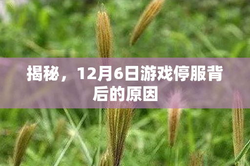 12月6日游戏停服背后的原因图片