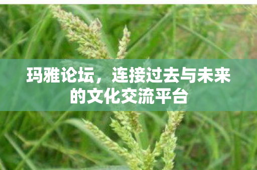 连接过去与未来的文化交流平台图片