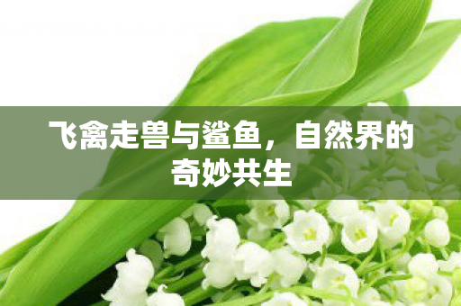 自然界的奇妙共生图片