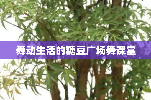 舞动生活的糖豆广场舞课堂图片